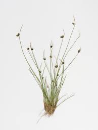 Image result for Isolepis costata