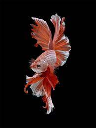 Dramatic Portraits Of Pet Fish Swimming With Personality Betta Fish Aquarium Fish Pet Fish