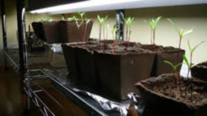 Maybe you would like to learn more about one of these? Light For Seedlings Is There Such Thing As Too Much Horticulture