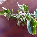 Image result for Hymenodictyon parvifolium