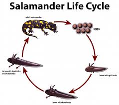 diagram showing life cycle of salamander vector free download