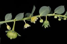 Image result for Andrachne ovalis