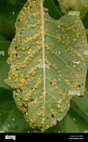 Image result for Walnut blight