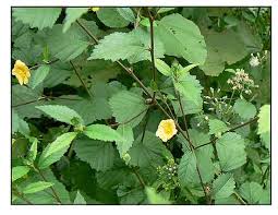 Image result for Sida serratifolia