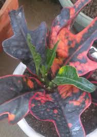 Maybe you would like to learn more about one of these? Apa Nama Bunga Itu Dan Apa Keunikan Dari Bunga Itu Apakah Bunga Itu Termasuk Bunga Langka Brainly Co Id