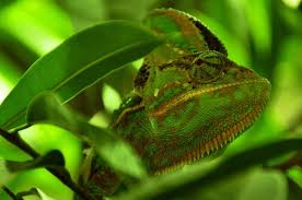 Can a heat lamp be used in a reptile cage? 6 Ways To Warm Up Your Vivarium In Winter Keeping Exotic Pets