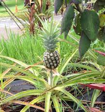 Bringing Up Bromeliads
