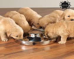 King International Stainless Steel Dog Bowl 2 Puppy Litter Food Feeding Weaning Silver Stainless Dog Bowl Dish Puppy Litter Stainless Steel Dog Bowls Dog Bowls