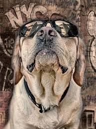 I Am Worth It Dog Art Dogs Animals