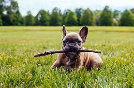 It S A Dog S Life Our Favourite Dog Parks In Sydney Parks In Sydney Dogs Dog Park