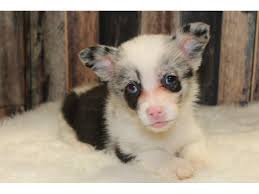 Mini poodles puppies for sale near me have curly, medium length, thick coats. Auggie Dog Male Black White 2715865 Petland Racine Wi