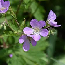 Image result for Geranium aculeolatum
