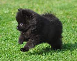 I Love Little Black Poms Is It Because I Have One Black Pomeranian Puppies Pomeranian Puppy Pomeranian Dog