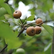 Image result for Pyrus pyrifolia