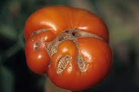 Jun 24, 2021 · what it looks like: How To Identify And Prevent Catfacing Of Tomatoes Gardener S Path