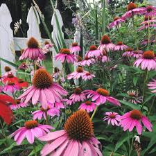 Low Maintenance Landscaping Ideas Low Maintenance Shrubs Natural Bark Mulch Leave a comment low maintenance backyard landscaping, low maintenance gardens ideas on a budget, low. houselogic