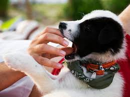 We did not find results for: Why Is Your Puppy Biting Your Hands How Can You Stop It