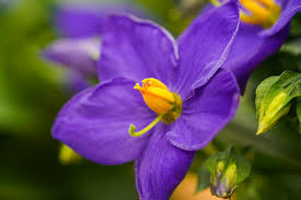 Image result for Exacum