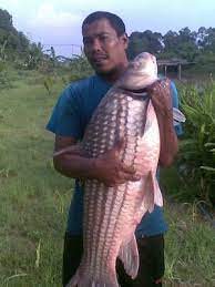 Ikan bawal tergolong dalam jenis ikan kumpulan ataupun keluarga bramidae. Ikan Dalam Sungai Perak Gentle Tribe Words