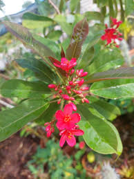 Image result for Jatropha campestris