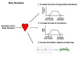 adrenergic pharmacology