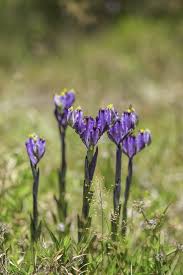 Image result for Burmannia