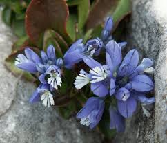 Image result for Polygala sadebeckiana