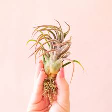 Image result for Tillandsia