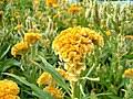 Image result for Celosia stuhlmanniana