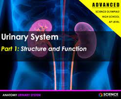 Ppt Urinary System Kidney Nephron Urine Regulation Advanced Hs Ls1 Endocrine System Circulatory System Reproductive System
