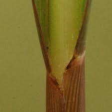 Image result for Panicum subalbidum