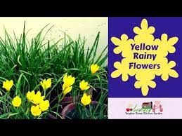 Pin On Gardening