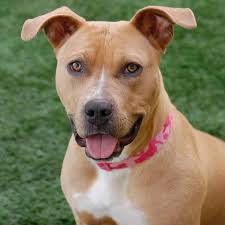 A broken jaw is most often caus. Critter Corner Pit Bulls Can Be Successful With Proper Training
