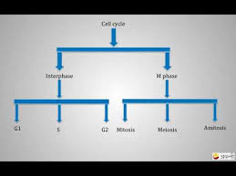 Amitosis Cell Division Summary Cell Cycle And Division Class 11 Biology