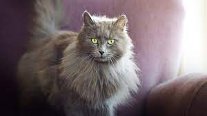 If you can't find a name for your gray cat below, check out the ultimate guide to naming your cat. Female Cat Names Pet Health Insurance Tips
