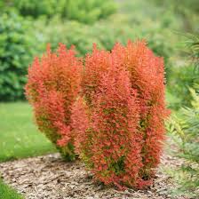 Image result for Barberry