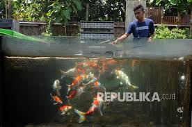 Pada umumnya akuarium yang bisa digunakan memiliki ukuran minimal panjang 1,5 meter dengan lebar dan tinggi. Budi Daya Ikan Koi Di Pondok Pesantren Republika Online
