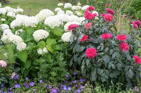 Image result for Hydrangea arborescens Pink Anabelle