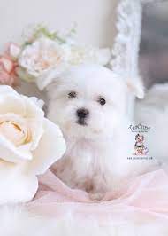 Maltese Puppy 030 Teacup Puppies Maltese Puppy Poodle Mix Breeds