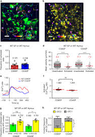 În circulație sunt bancnote de valoare: Live Cell Imaging Reveals The Relative Contributions Of Antigen Presenting Cell Subsets To Thymic Central Tolerance Nature Communications