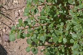 Image result for Trianthema