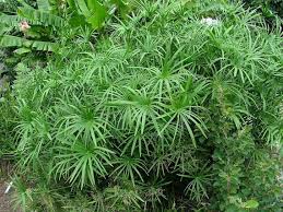 Image result for Cyperus platycaulis