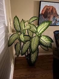 Image result for beautiful dieffenbachia