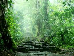 These two overpopulated organisms would eat all the available food causing other organisms to starve, like the agouti or tapir. Mysteries Unravelled The Unique Plant Insect Food Web Of Tropical Forests Interview Cordis European Commission