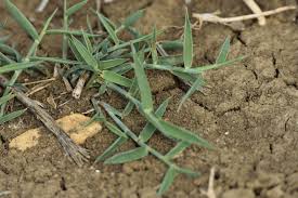 Image result for Cynodon dactylon