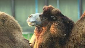 On our video portal you will find videos for every taste, funny videos, videos about animals, video broadcasts and much more. Bactrian Camel Stock Video Footage 4k And Hd Video Clips Shutterstock