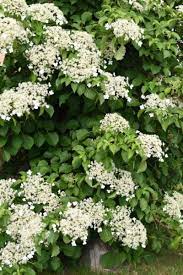 Hydrangeas are one of the most beloved plants in our gardens, and for good reason—they provide lush greenery and gorgeous flowers year after year. Tips Information About Climbing Hydrangea Gardening Know How