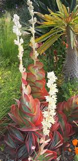 Kalanchoe luciae is an alluring succulent that is given the alias flapjacks or paddle plant because of its flat, fleshy, and smooth leaves. Paddle Plant With Flower Kalanchoe Thyrsiflora Unusual Plants Paddle Plant Plants