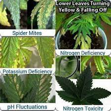 Pin On Growing Cannabis