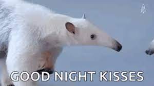 Funny Animals Kiss GIF - Funny Animals Kiss Aadvark - Discover & Share GIFs